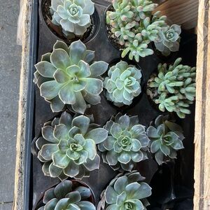 4” Assorted Succulent Plants